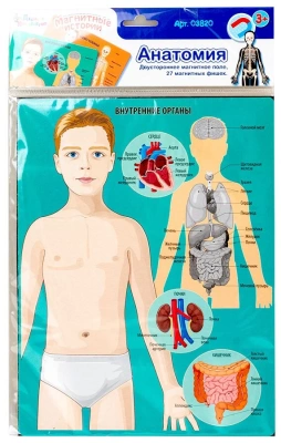 ИГРА МАГНИТНАЯ АНАТОМИЯ СЕРИЯ МАГНИТНЫЕ ИСТОРИИ 03820 фото в интернет-аптеке Склад Лекарств